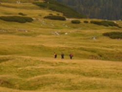 2013-09-08_6Falkenh-Steinfalk (118).JPG